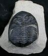 Bargain Hollardops Trilobite - #5376-4